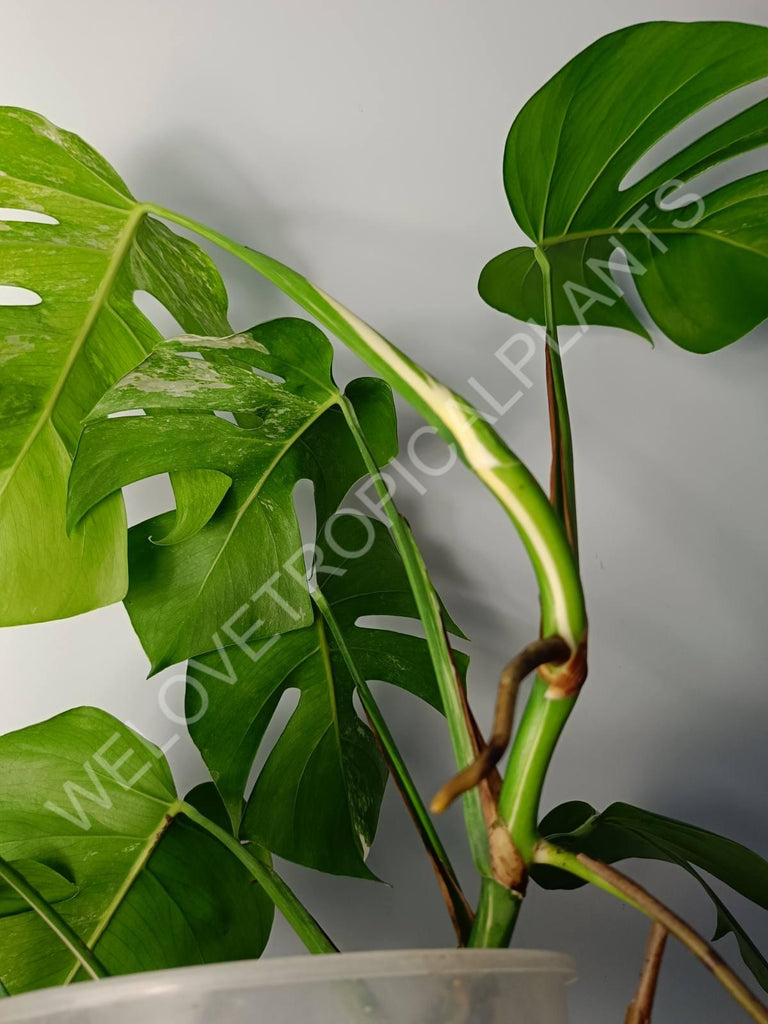 Monstera variegata albo