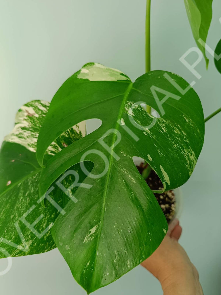 Monstera variegata albo