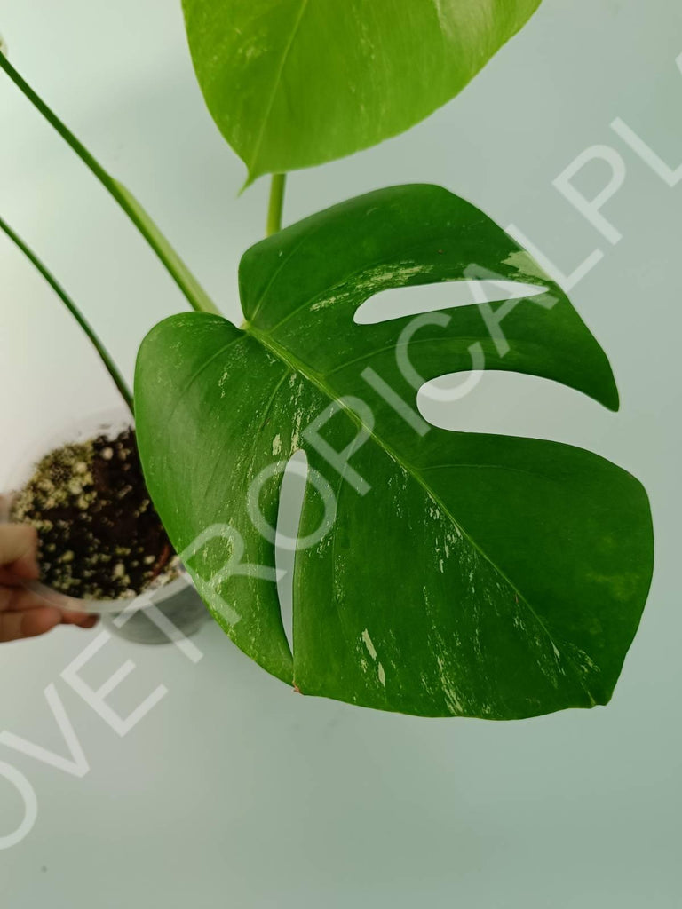 Monstera variegata albo