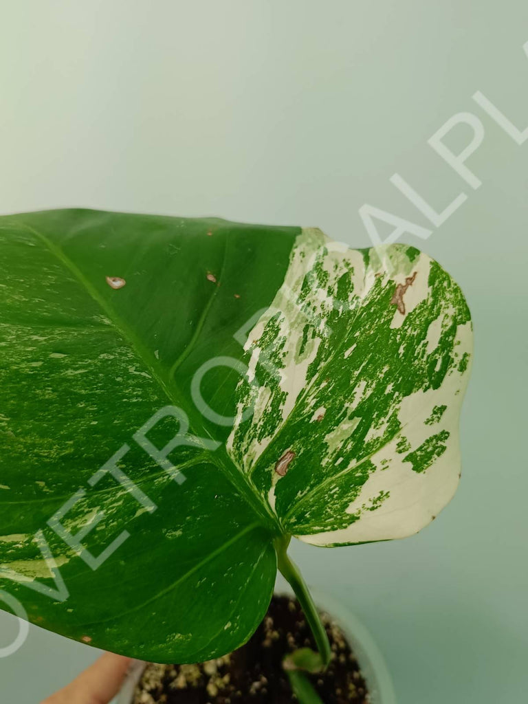 Monstera variegata albo