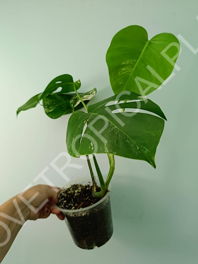 Monstera variegata albo