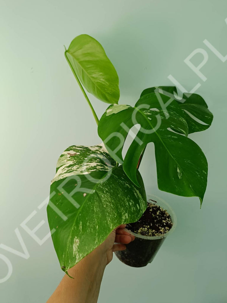 Monstera variegata albo