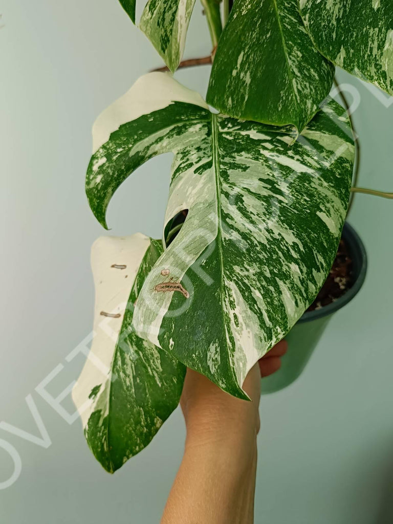 Monstera variegata albo