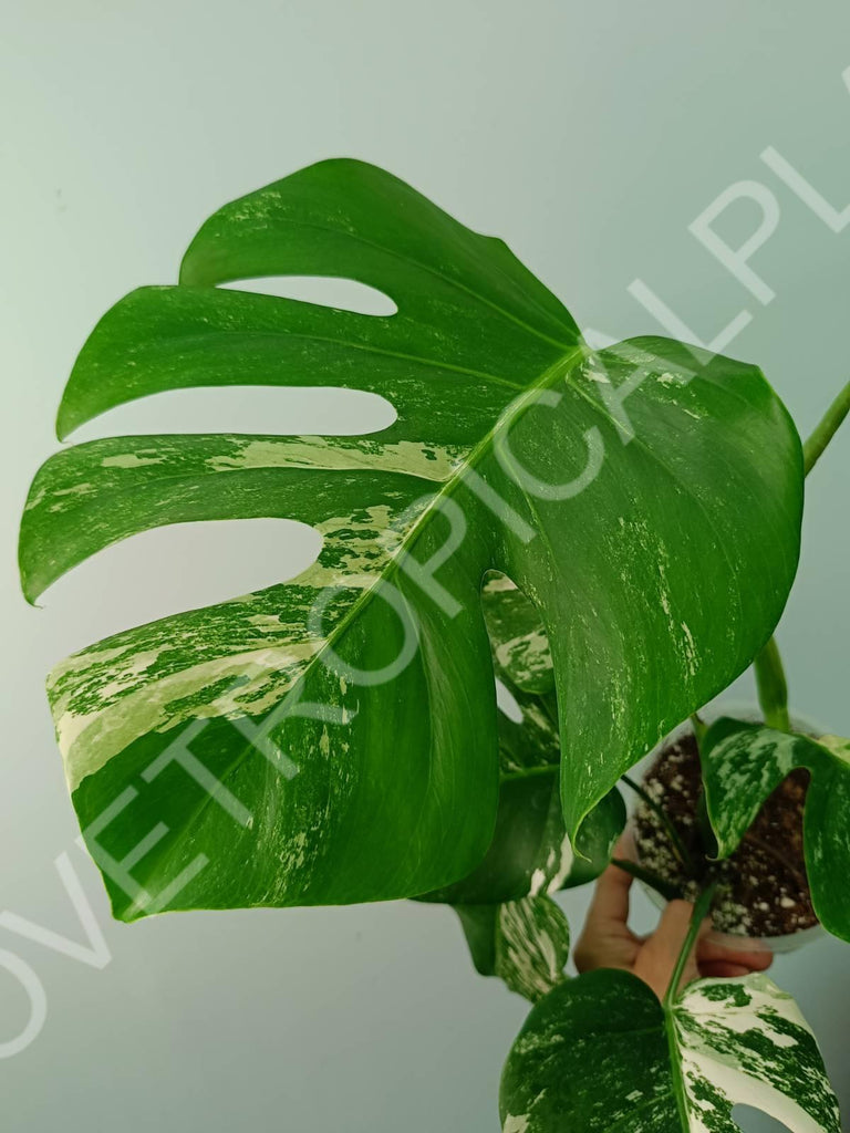 Monstera variegata albo