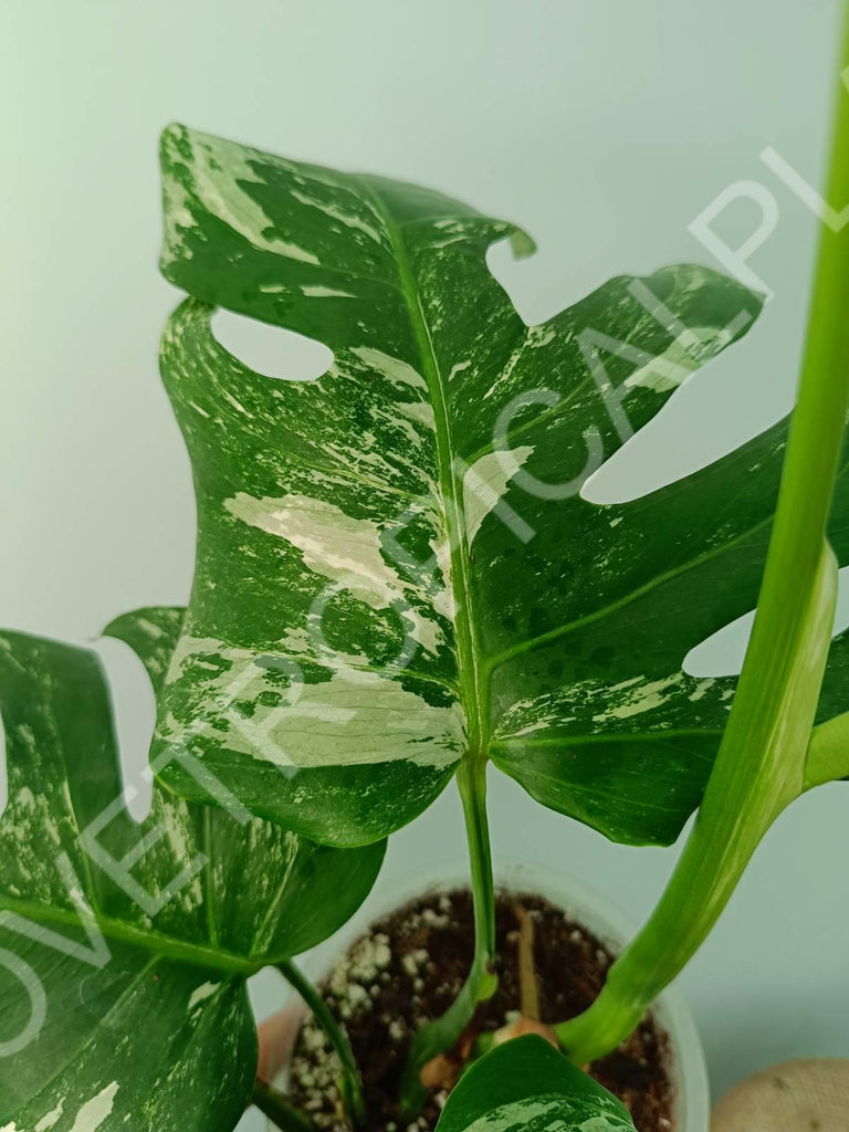 Monstera variegata albo