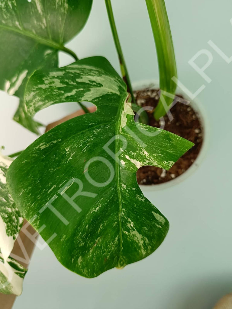 Monstera variegata albo