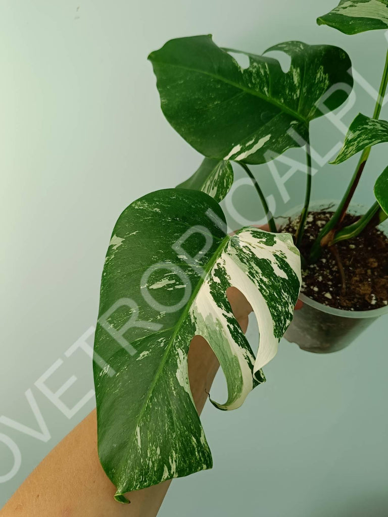 Monstera variegata albo