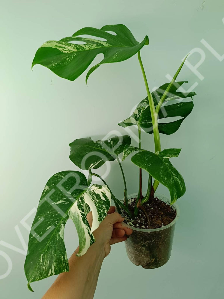 Monstera variegata albo