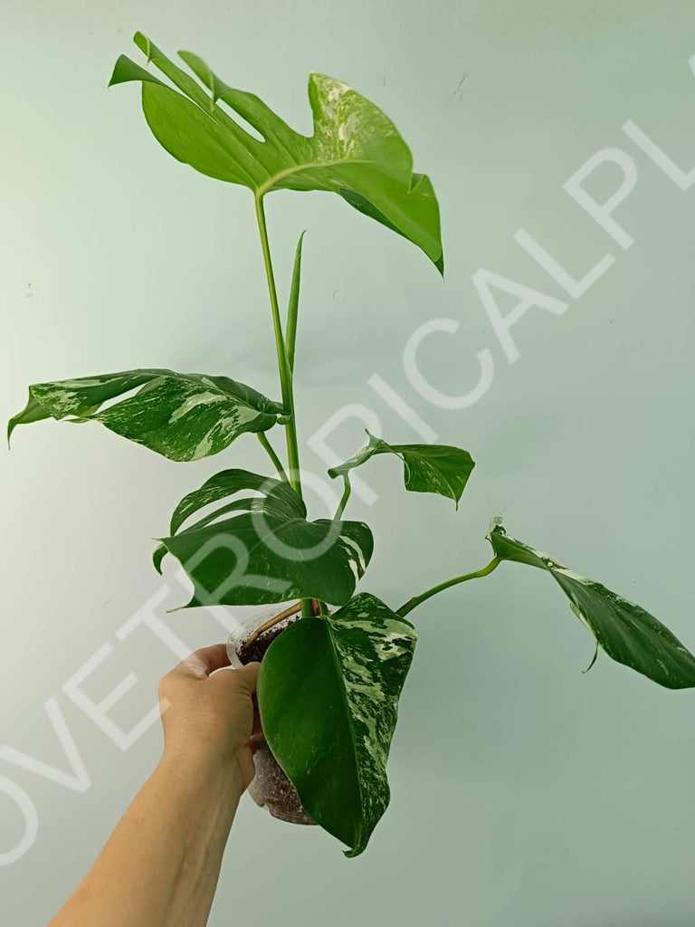 Monstera variegata albo