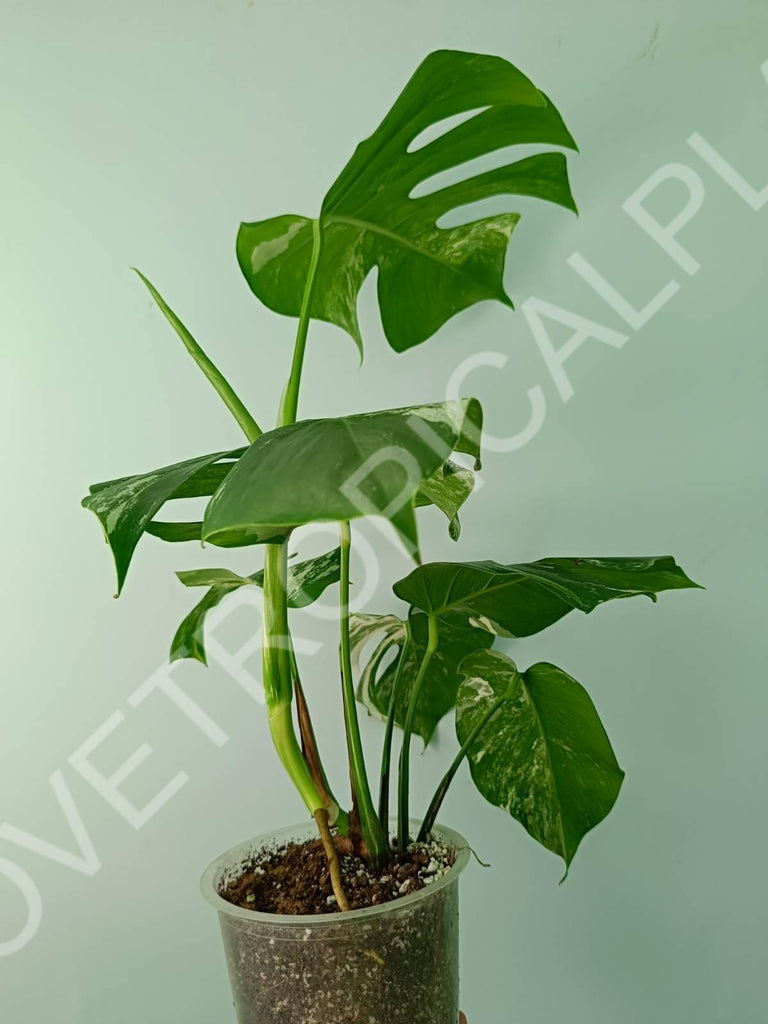 Monstera variegata albo