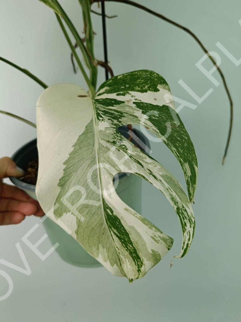 Monstera variegata albo