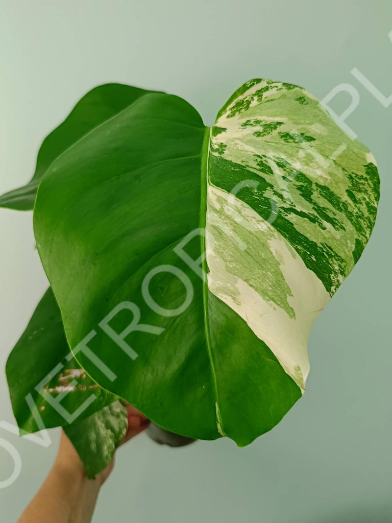 Monstera variegata albo