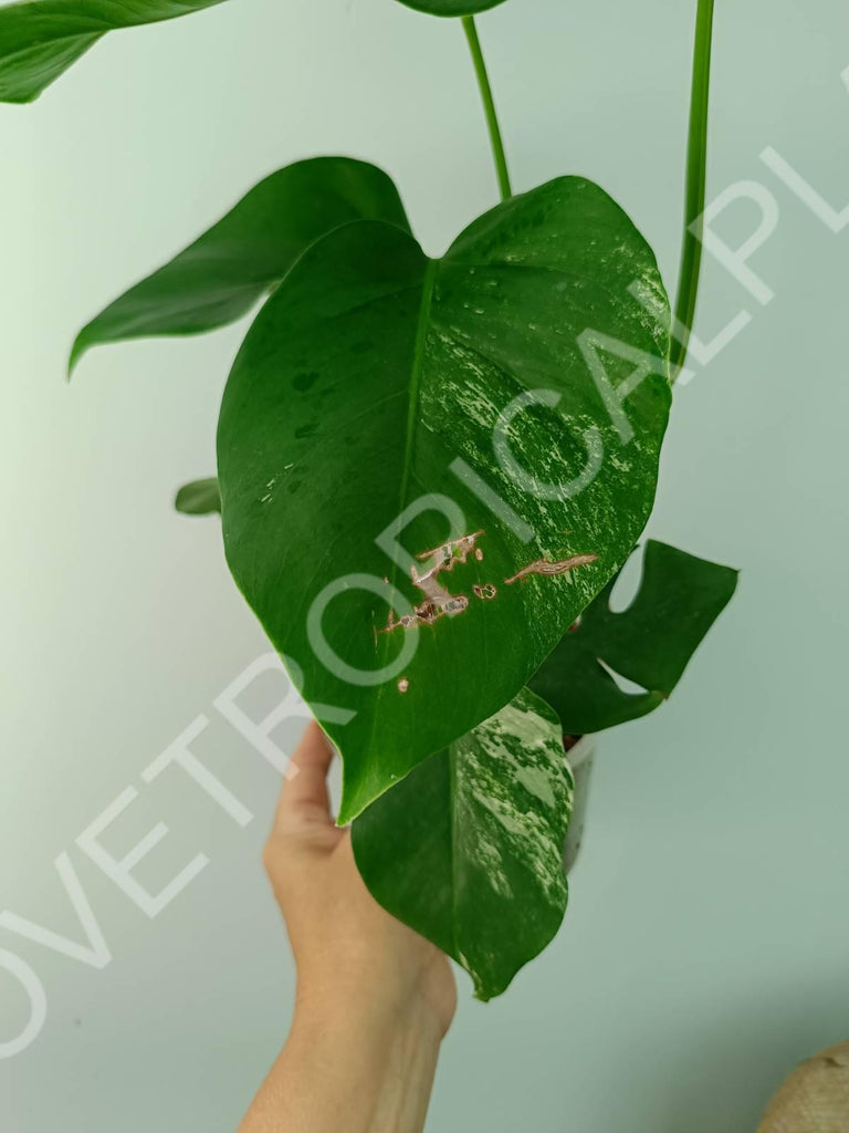 Monstera variegata albo