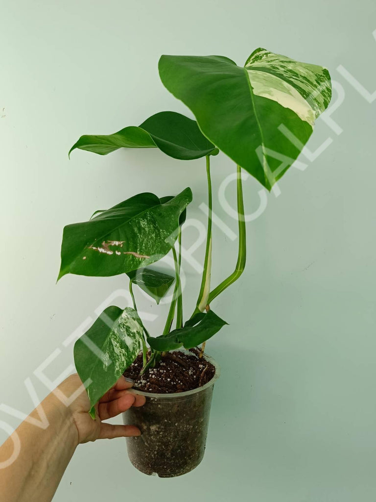 Monstera variegata albo