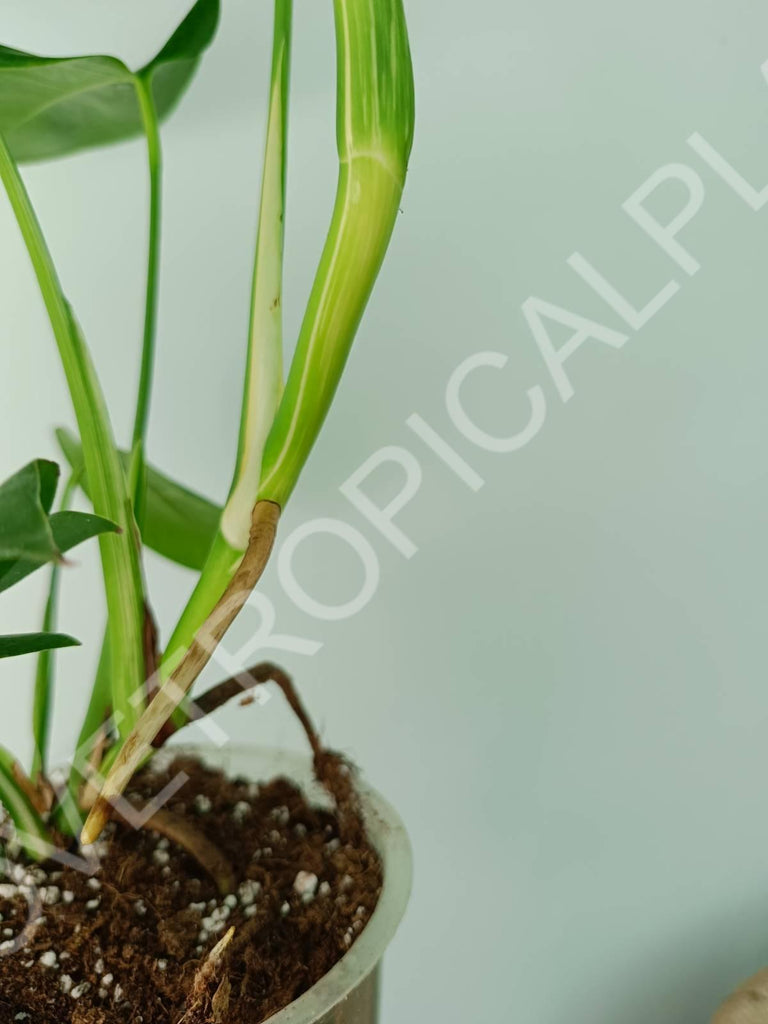 Monstera variegata albo