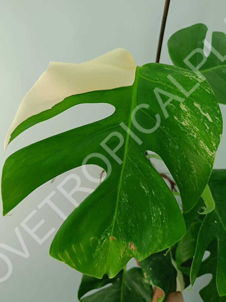 Monstera variegata albo