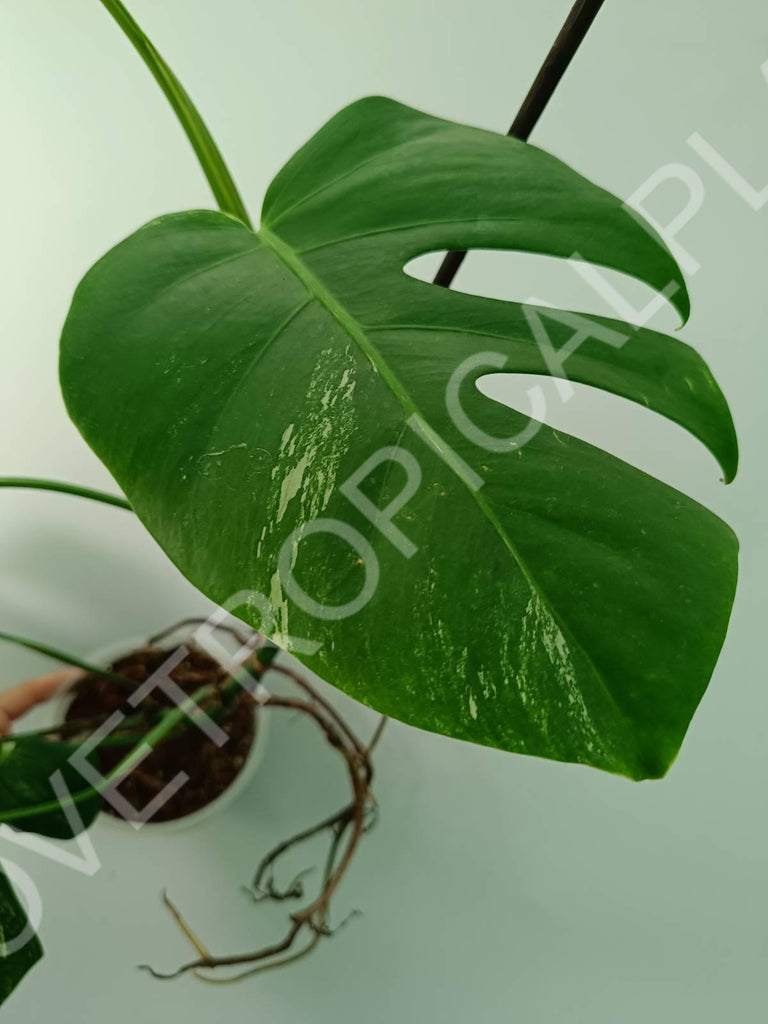 Monstera variegata albo