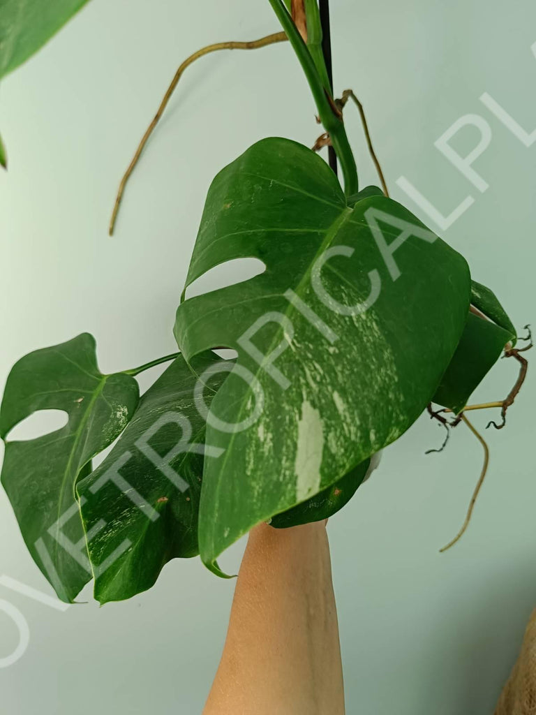 Monstera variegata albo