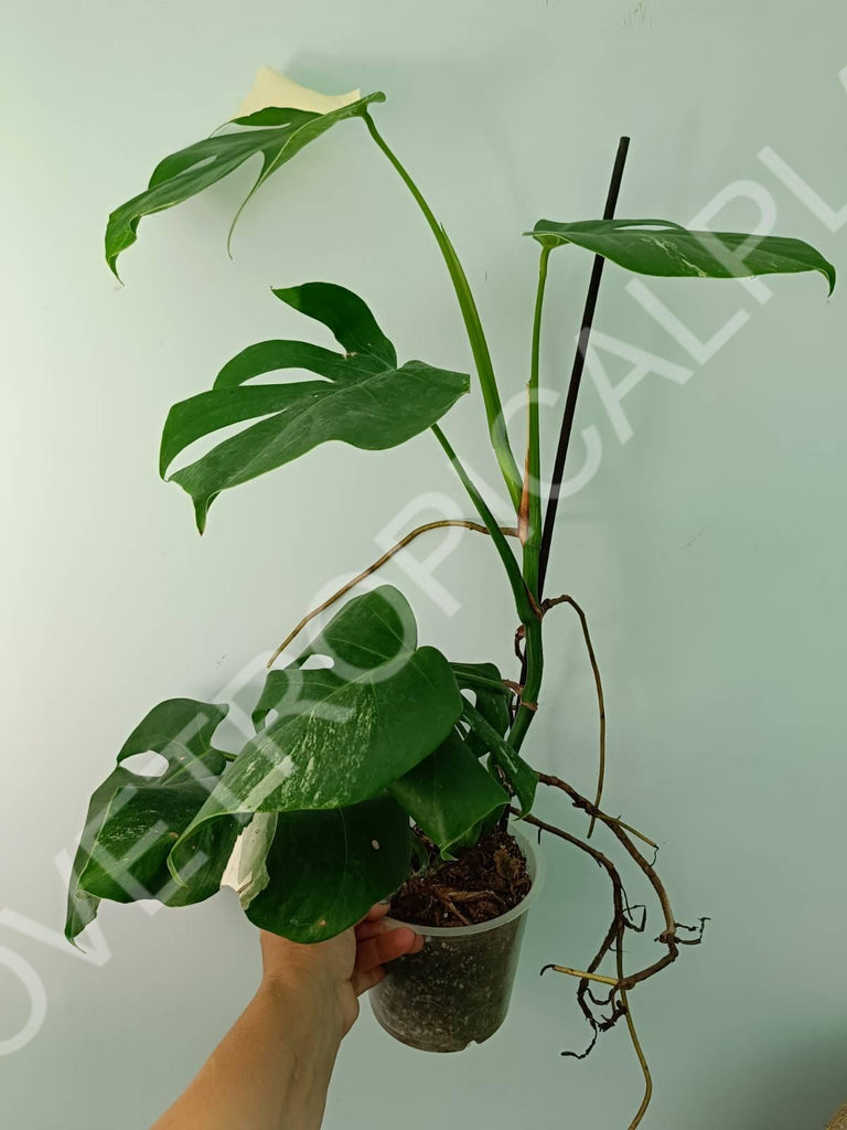 Monstera variegata albo