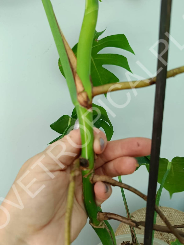 Monstera variegata albo