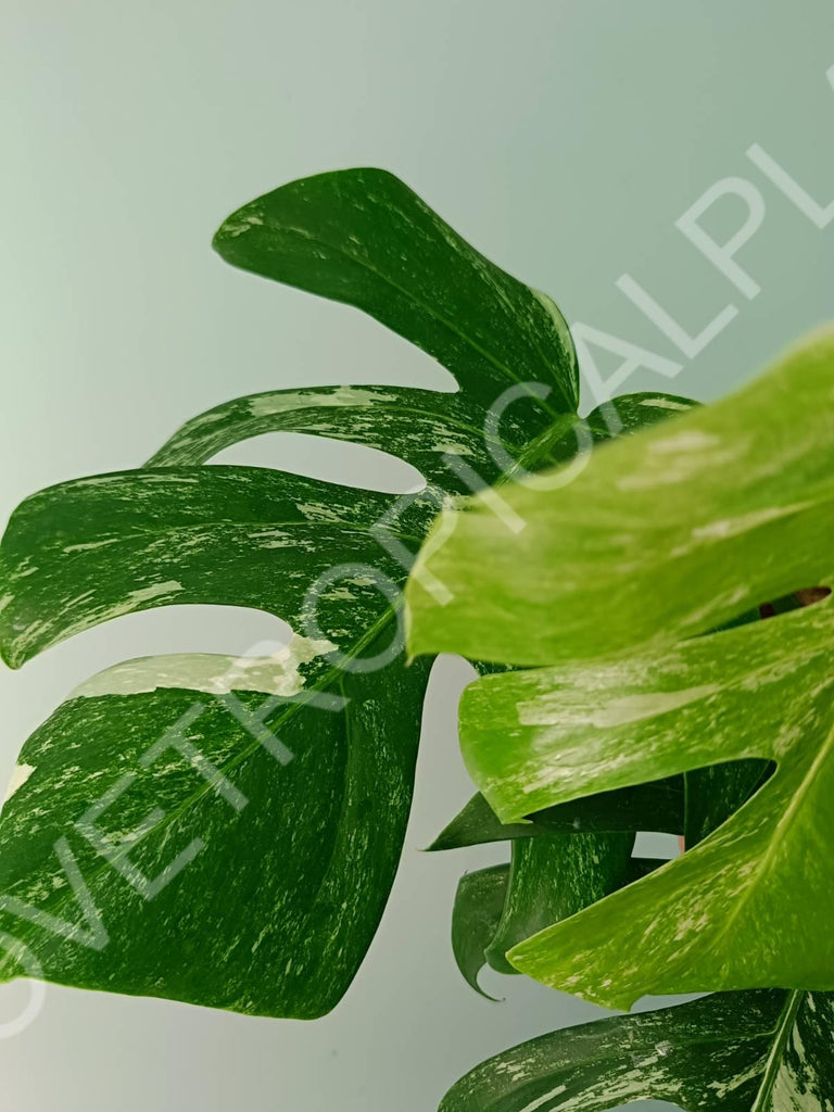 Monstera variegata albo