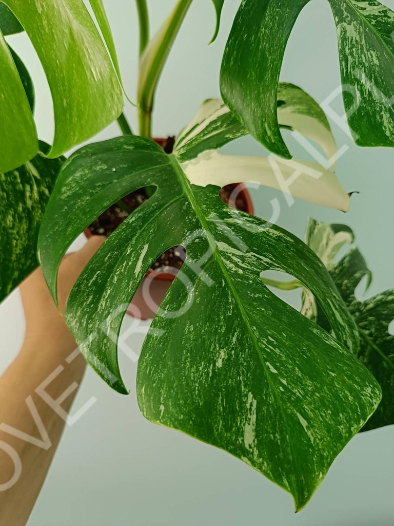 Monstera variegata albo