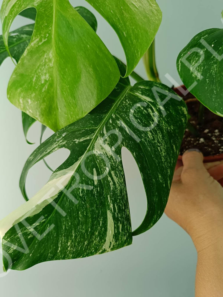 Monstera variegata albo