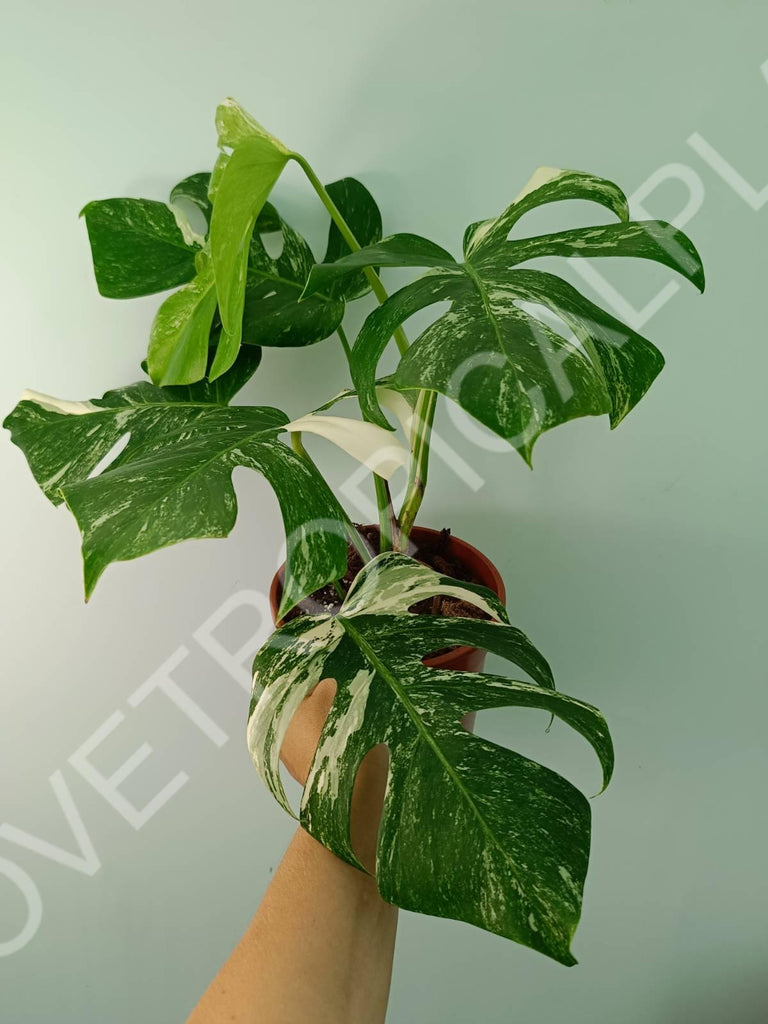 Monstera variegata albo