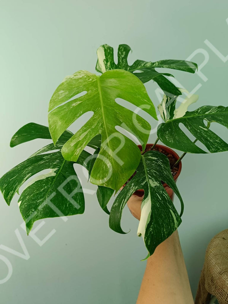 Monstera variegata albo