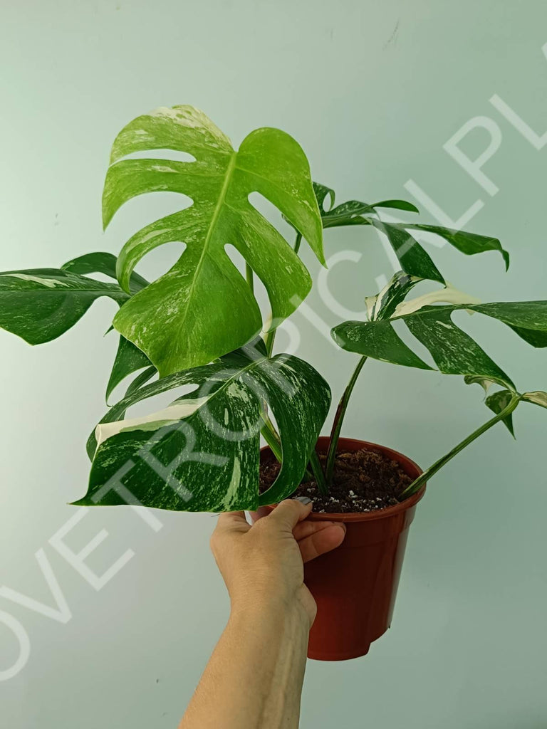 Monstera variegata albo