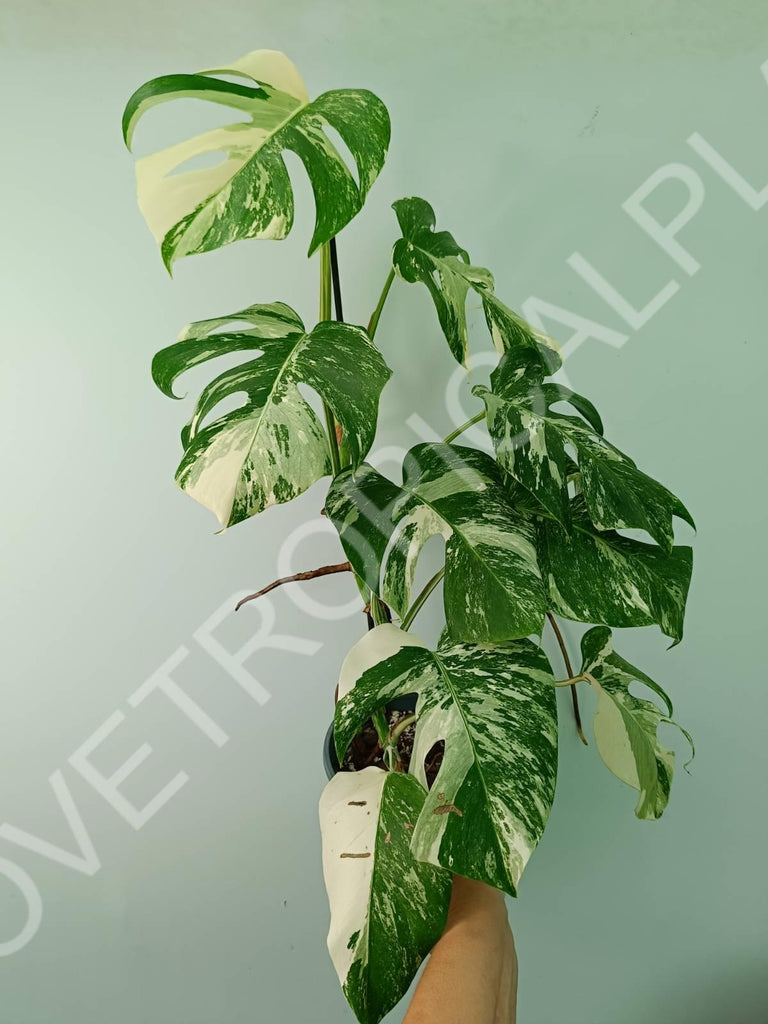 Monstera variegata albo