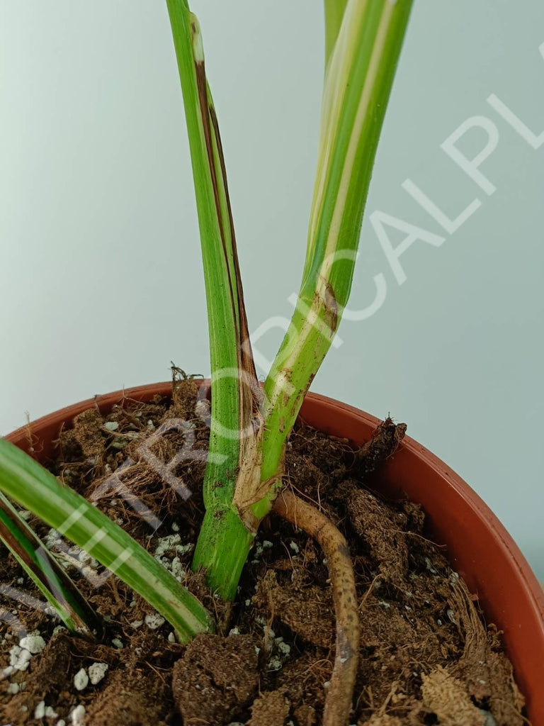 Monstera variegata albo