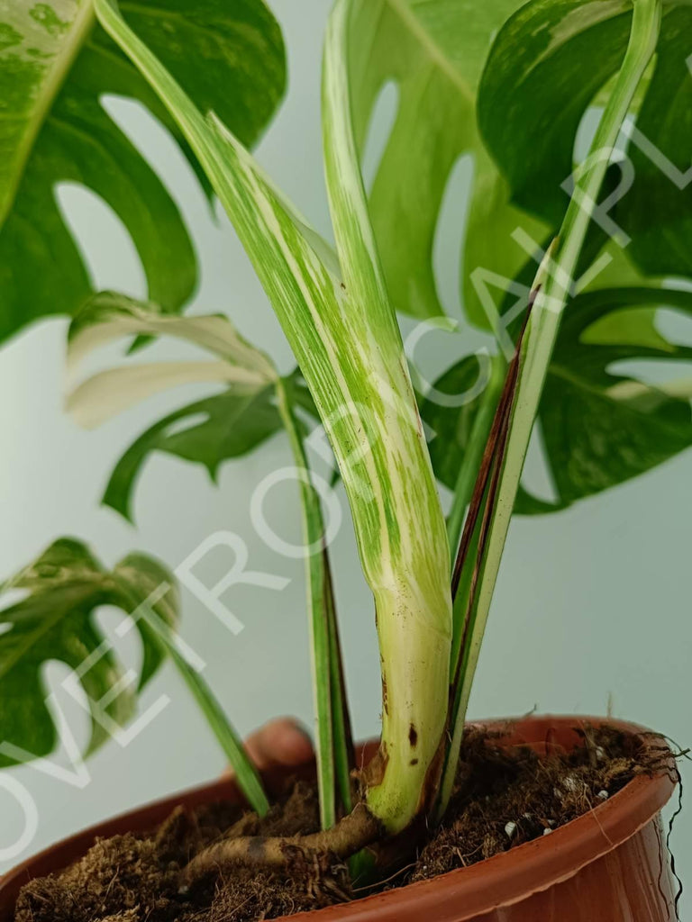 Monstera variegata albo