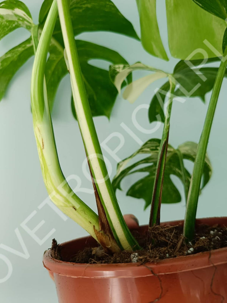 Monstera variegata albo