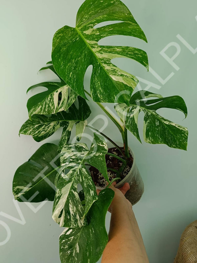 Monstera variegata albo