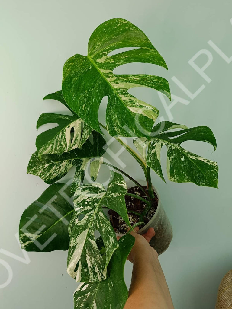 Monstera variegata albo