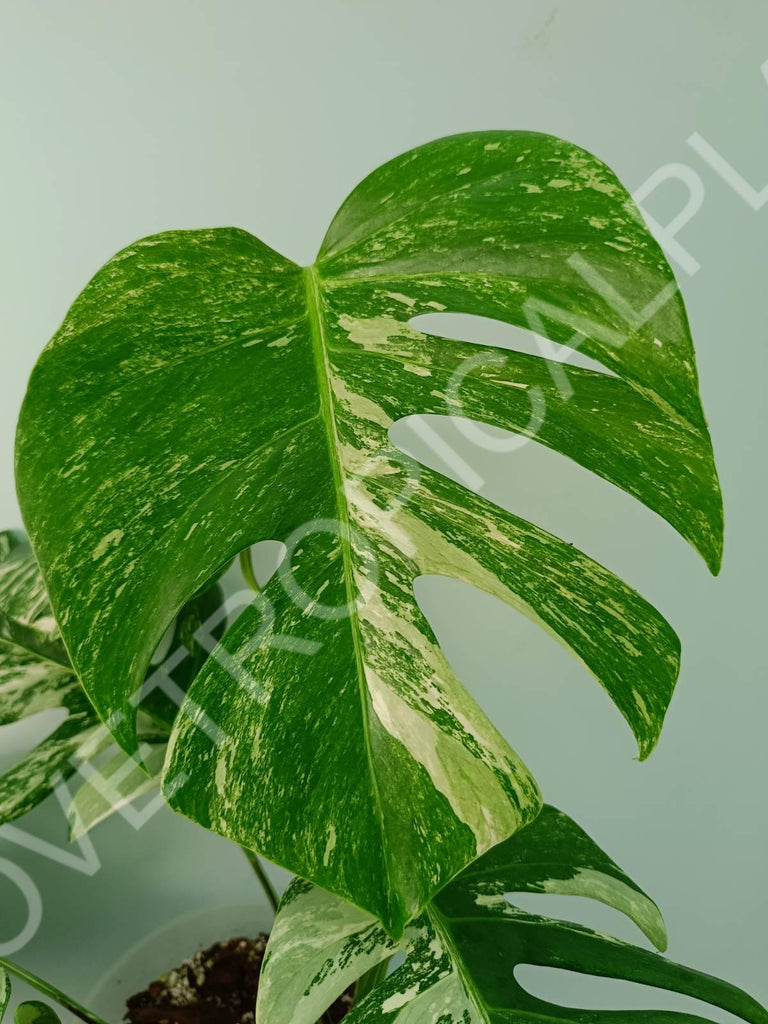 Monstera variegata albo