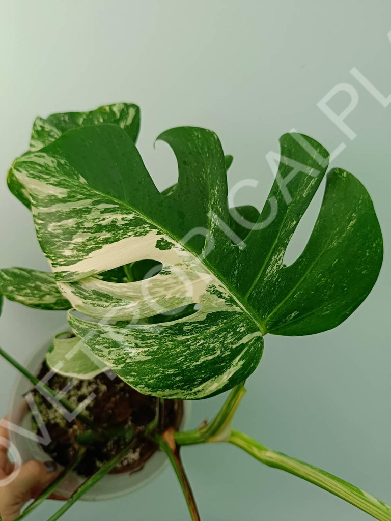 Monstera variegata albo