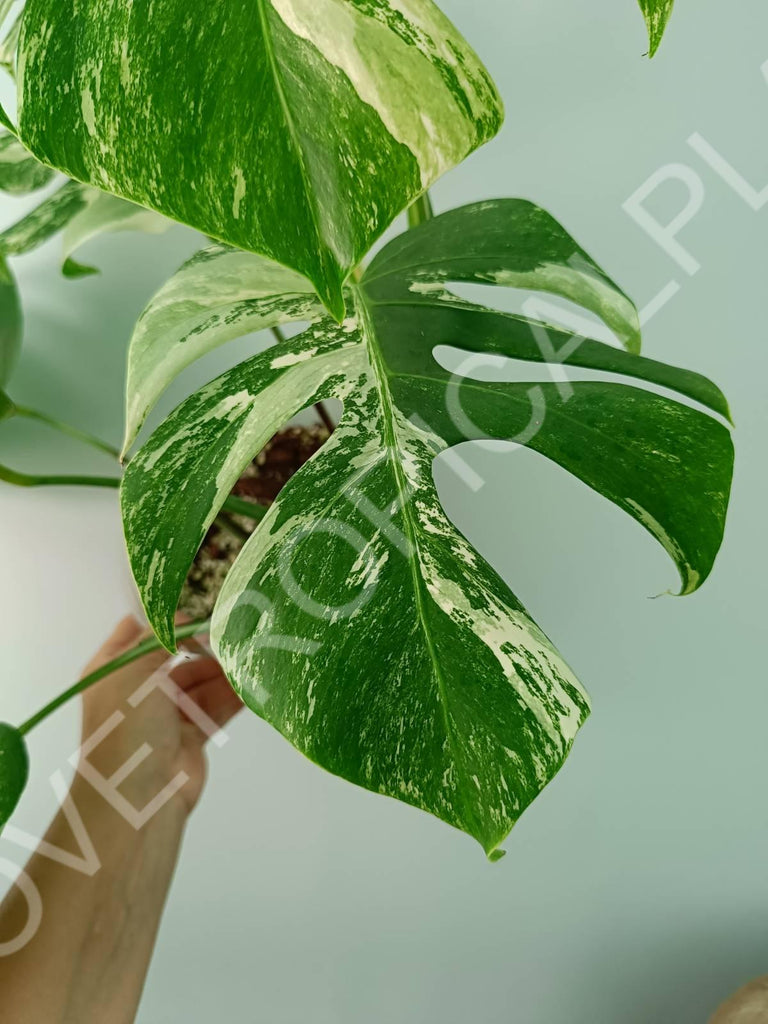 Monstera variegata albo