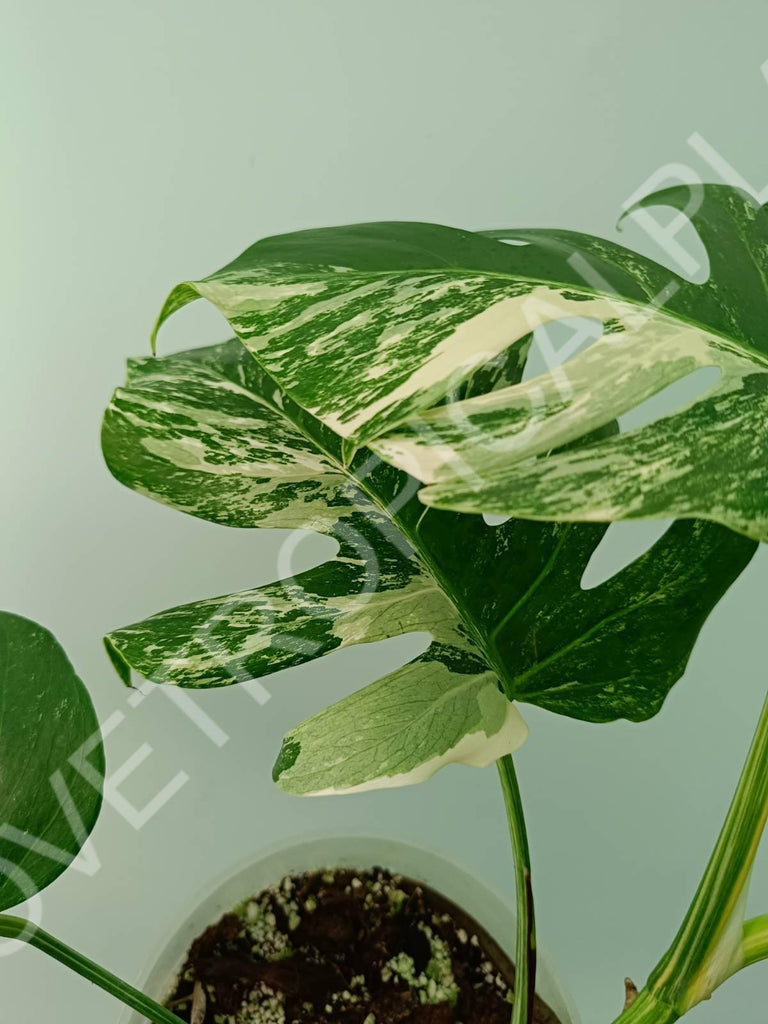 Monstera variegata albo