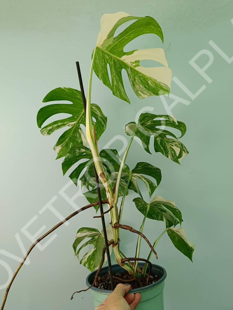 Monstera variegata albo