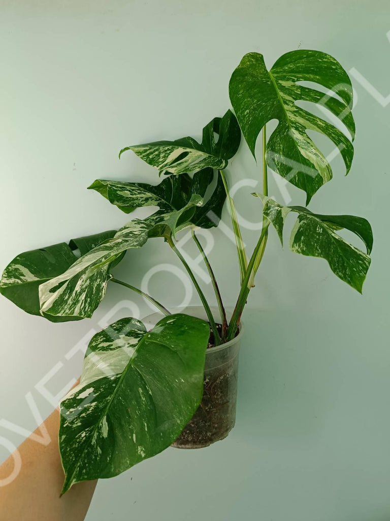 Monstera variegata albo