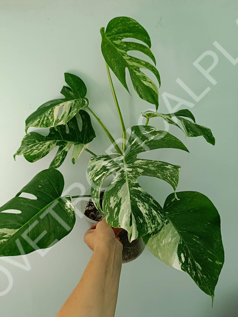 Monstera variegata albo