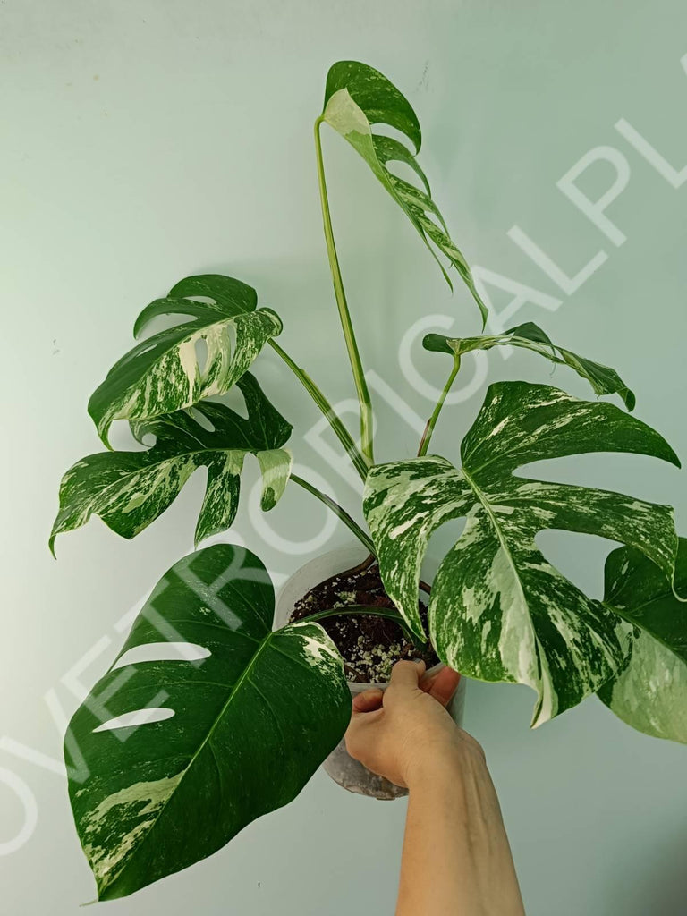 Monstera variegata albo