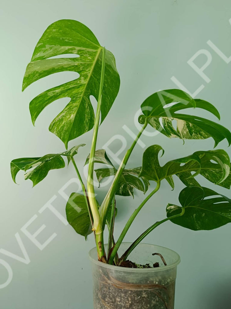 Monstera variegata albo