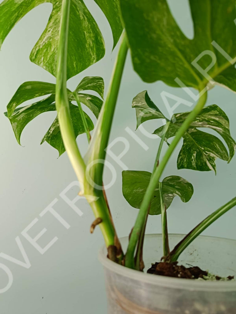 Monstera variegata albo