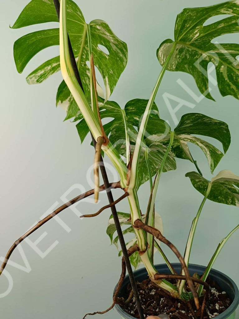 Monstera variegata albo