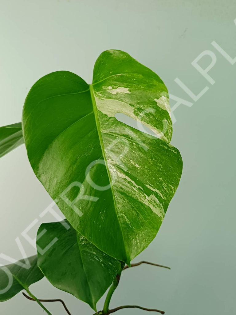 Monstera variegata albo