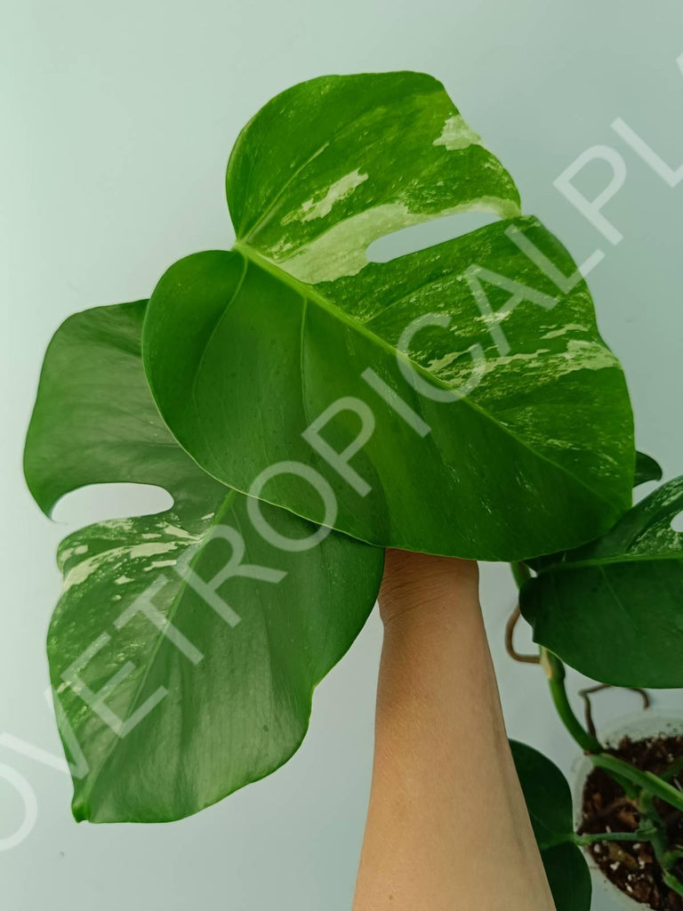 Monstera variegata albo