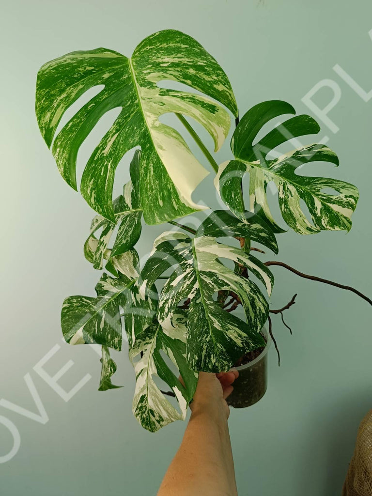 Monstera variegata albo